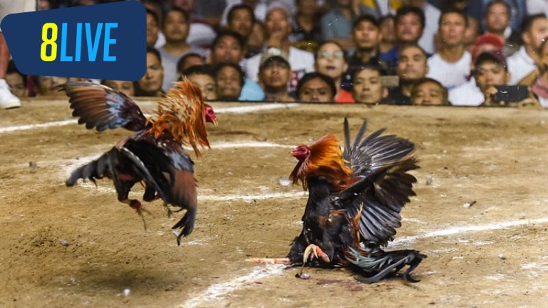 đá gà philippines