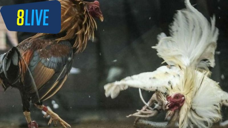 đấu trường gà cựa dao