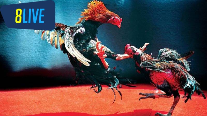 Sự Thăng Hoa Của Văn Hóa Thể Thao